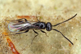 Braconidae (Brackwespe) - unbestimmt