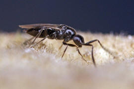 Braconidae (Brackwespe) - unbestimmt