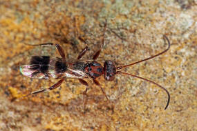Gelis areator / Ohne deutschen Namen / Schlupfwespen - Ichneumonidae - Cryptinae (frher Gelinae)