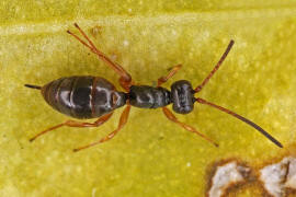 Gelis spurius / Ohne deutschen Namen / Schlupfwespen - Ichneumonidae - Cryptinae (frher Gelinae)