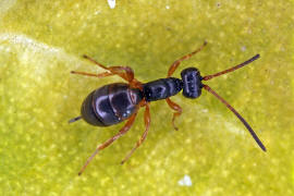 Gelis spurius / Ohne deutschen Namen / Schlupfwespen - Ichneumonidae - Cryptinae (frher Gelinae)