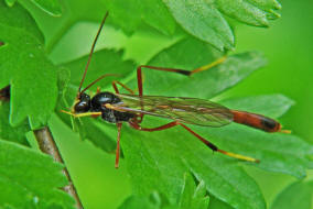 Therion circumflexum / Sichelwespe / Schlupfwespen - Ichneumonidae / Ordnung: Hautflügler - Hymenoptera