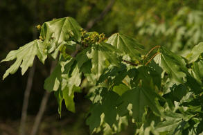 Acer campestre / Feld-Ahorn / Aceraceae / Ahorngewchse - neuerdings wohl zu den Seifenbaumgewchse / Sapindaceae gestellt 