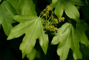 Acer campestre / Feld-Ahorn / Aceraceae / Ahorngewchse - neuerdings wohl zu den Seifenbaumgewchse / Sapindaceae gestellt 