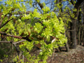 Acer platanoides / Spitzahorn / Aceraceae / Ahorngewchse - neuerdings wohl zu den Seifenbaumgewchse / Sapindaceae gestellt 