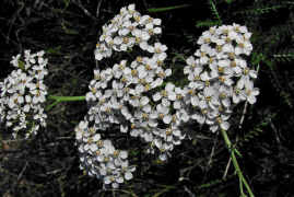 Achillea millefolium agg. / Gemeine Schafgarbe / Asteraceae / Korbbltengewchse