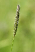 Alopecurus pratensis agg. / Wiesen-Fuchsschwanz / Poaceae / Sgrser