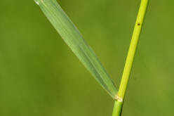 Wiesen-Fuchsschwanz / Alopecurus pratensis / Poaceae / Sgrser (oberes Stngelblatt)