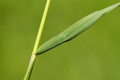 Wiesen-Fuchsschwanz / Alopecurus pratensis / Poaceae / Sgrser (mittleres Stngelblatt)