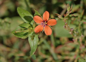 Anagallis arvensis / Acker-Gauchheil / Habitus / Primulaceae / Primelgewchse / wird neuerdings wohl zu den Myrsinengewchsen (Myrsinaceae) gestellt