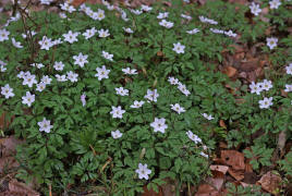 Anemone nemorosa / Buschwindrschen / Ranunculaceae / Hahnenfugewchse
