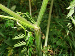 Anthriscus sylvestri / Wiesen-Kerbel / Apiaceae / Doldenbltengewchse / Zu verwenden wie Garten-Kerbel