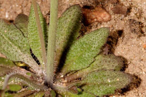 Arabidopsis thaliana / Acker-Schmalwand / Brassicaceae / Kreuzbltengewchse
