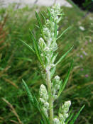 Artemisia vulgaris / Gewhnlicher Beifu / Asteraceae / Korbbltengewchse