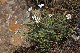 Atocion rupestre (syn. Silene rupestris) / Felsen-Nelkenleimkraut / Caryophyllaceae / Nelkengewchse