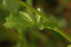 Barbarea vulgaris / Gewhnliches Barbarakraut / Brassicaceae (Stngelblatt) / Kreuzbltengewchse
