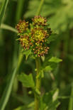 Barbarea vulgaris / Gewhnliches Barbarakraut (Knospen) / Brassicaceae / Kreuzbltengewchse