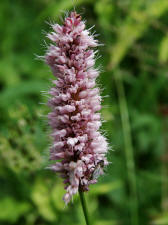 Bistorta officinalis / Schlangen-Wiesenknterich (syn. Polygonum bistorta) / Polygonaceae / Knterichgewchse
