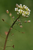 Capsella bursa-pastoris / Gewhnliches Hirtentschel / Brassicaceae / Kreuzbltengewchse