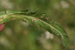 Capsella bursa-pastoris / Gewhnliches Hirtentschel / Brassicaceae / Kreuzbltengewchse (Grundbltter)