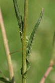 Capsella bursa-pastoris / Gewhnliches Hirtentschel / Brassicaceae / Kreuzbltengewchse (Stngelbltter)