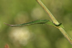 Capsella bursa-pastoris / Gewhnliches Hirtentschel / Brassicaceae / Kreuzbltengewchse (Stngelblatt)