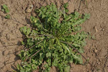 Capsella bursa-pastoris / Gewhnliches Hirtentschel / Brassicaceae / Kreuzbltengewchse