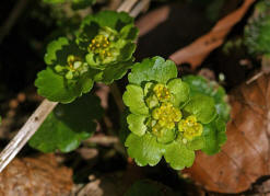 Chrysosplenium alternifolium / Wechselblttriges Milzkraut / Saxifragaceae / Steinbrechgewchse