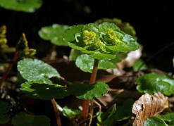 Chrysosplenium alternifolium / Wechselblttriges Milzkraut / Saxifragaceae / Steinbrechgewchse
