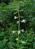Circaea lutetiana / Groes Hexenkraut / Onagraceae (=Oenotheraceae) / Nachtkerzengewchse