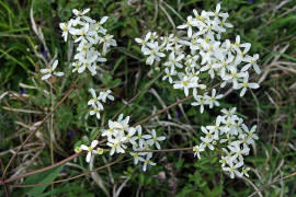 Clematis recta / Aufrechte Waldrebe / Ranunculaceae / Hahnenfugewchse