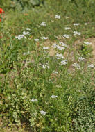 Coriandrum sativum / Koriander / Apiaceae / Doldenbltengewchse