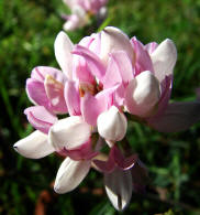 Securigera varia (syn.: Coronilla varia) / Bunte Kronwicke / Bunte Kronwicke / Fabaceae / Schmetterlingsbltengewchse