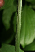 Crepis biennis / Wiesen-Pippau / Asteraceae / Korbbltengewchse