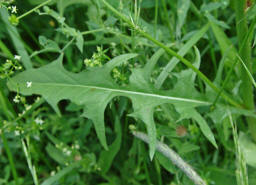 Crepis biennis / Wiesen-Pippau / Asteraceae / Korbbltengewchse
