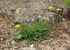Crepis tectorum / Dach-Pippau / Mauer-Pippau / Asteraceae / Korbbltengewchse