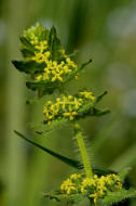 Cruciata laevipes / Gewhnliches Kreuzlabkraut / Breitblttriges Kreuzlabkraut / Kreuz-Labkraut / Rubiaceae / Rtegewchse