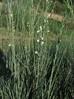 Cytisus multiflorus / Vielbltiger Geiklee / Fabaceae / Schmetterlingsbltengewchse