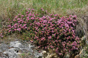 Daphne cneorum / Rosmarin-Seidelbast  / Heiderschen / Thymelaeaceae / Seidelbastgewche