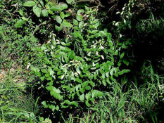 Dictamnus albus / Diptam (weiblhende Form) / Rutaceae / Rautengewchse