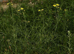 Diplotaxis tenuifolia / Schmalblttrige Doppelsame / Wilde Rauke / Brassicaceae / Kreuzbltengewchse