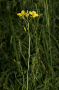 Diplotaxis tenuifolia / Schmalblttrige Doppelsame / Wilde Rauke / Brassicaceae / Kreuzbltengewchse