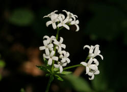 Galium odoratum / Waldmeister / Rubiaceae / Rtegewchse