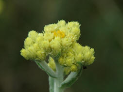 Helichrysum arenarium / Sand-Strohblume / Asteraceae - Korbbltengewchse