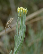 Helichrysum arenarium / Sand-Strohblume / Asteraceae - Korbbltengewchse
