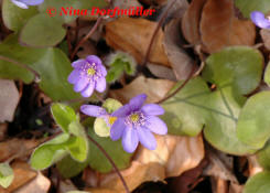 Hepatica nobilis / Leberblmchen / Ranunculaceae / Hahnenfugewchse