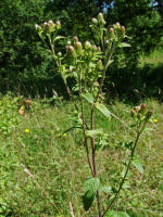 Inula conyzae / Drrwurz / Drrwurz-Alant / Asteraceae / Korbbltengewchse