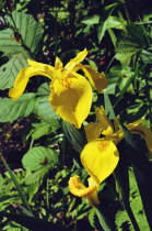 Iris pseudacorus / Wasser-Schwertlilie / Sumpf-Schwertlilie / Iridaceae / Schwertliliengewchse