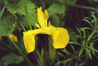 Iris pseudacorus / Wasser-Schwertlilie / Sumpf-Schwertlilie / Iridaceae / Schwertliliengewchse