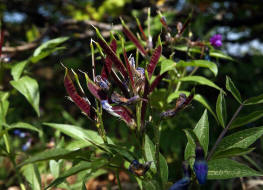 Lathyrus vernus / Frhlings-Platterbse (fruchtend) / Fabaceae / Schmetterlingsbltengewchse
